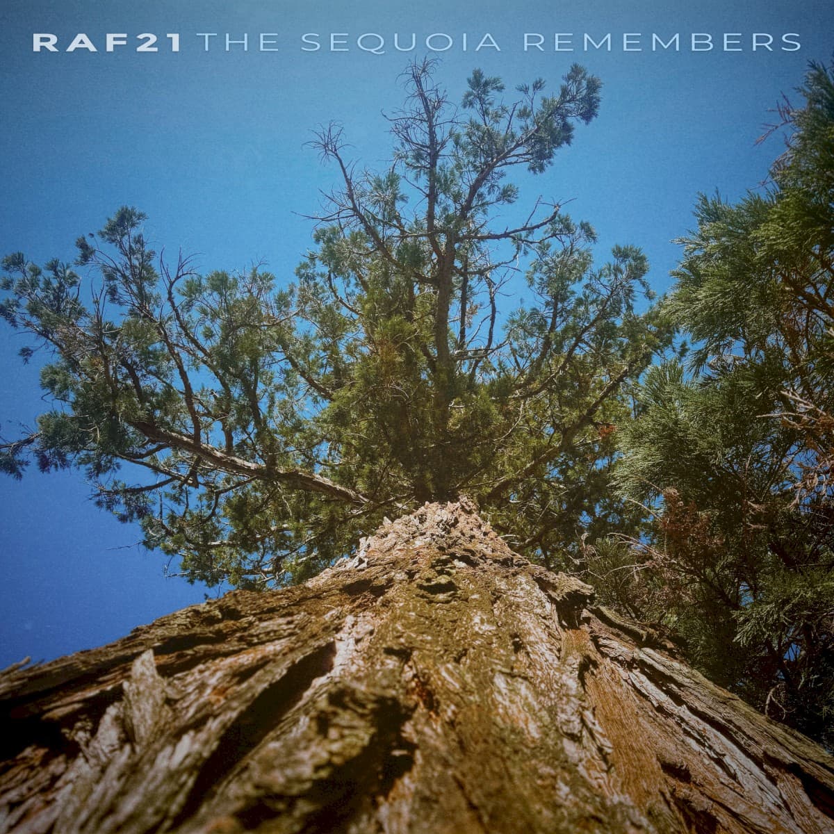 The Sequoia Remembers