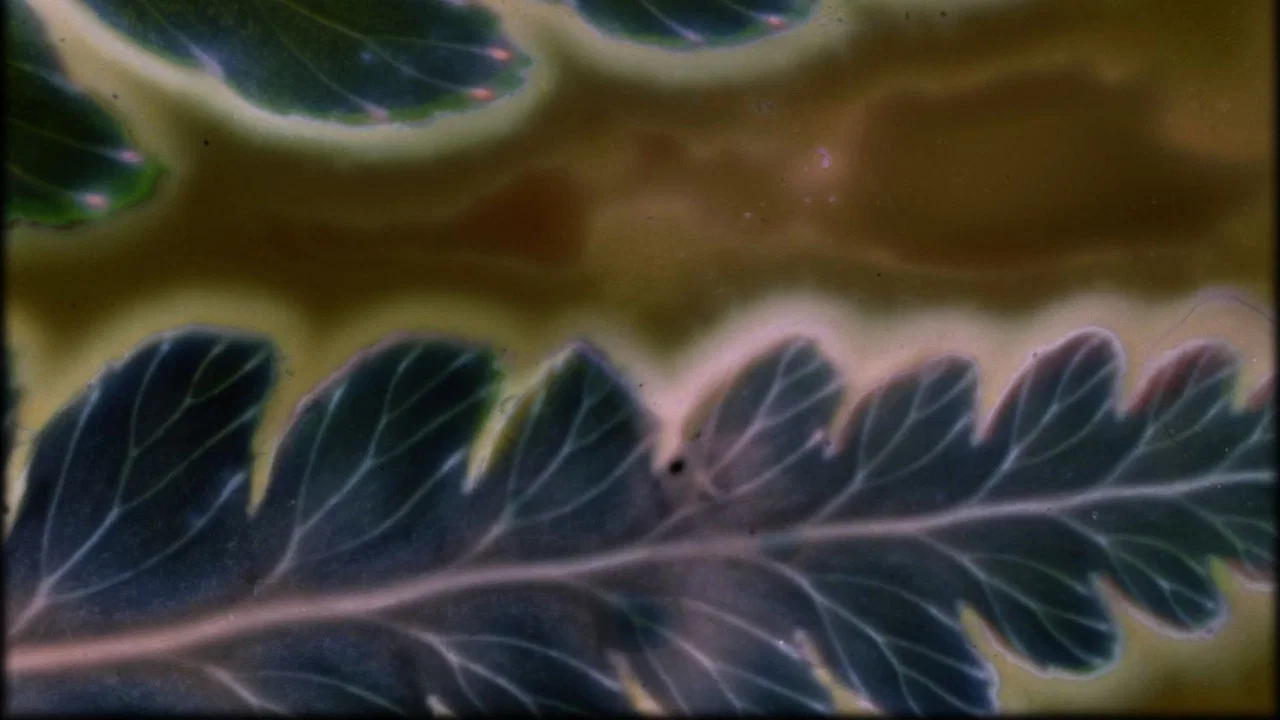 Phytophonics