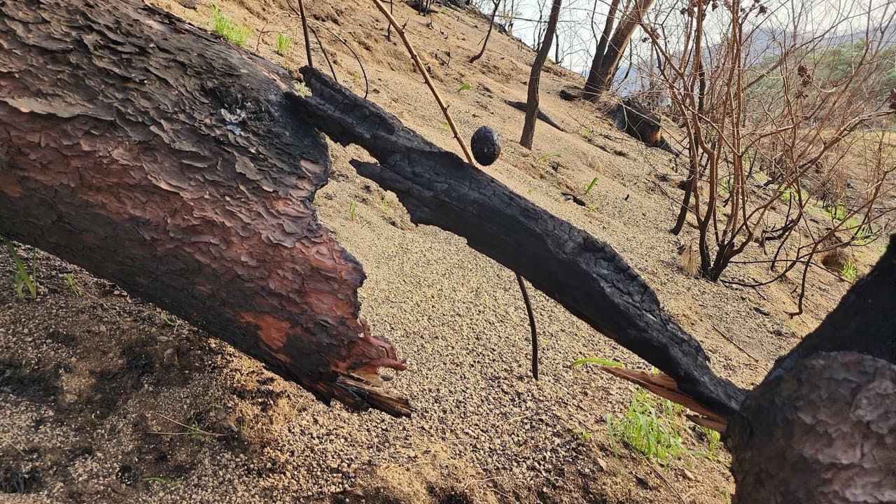 Scorched Stone, Rolling
