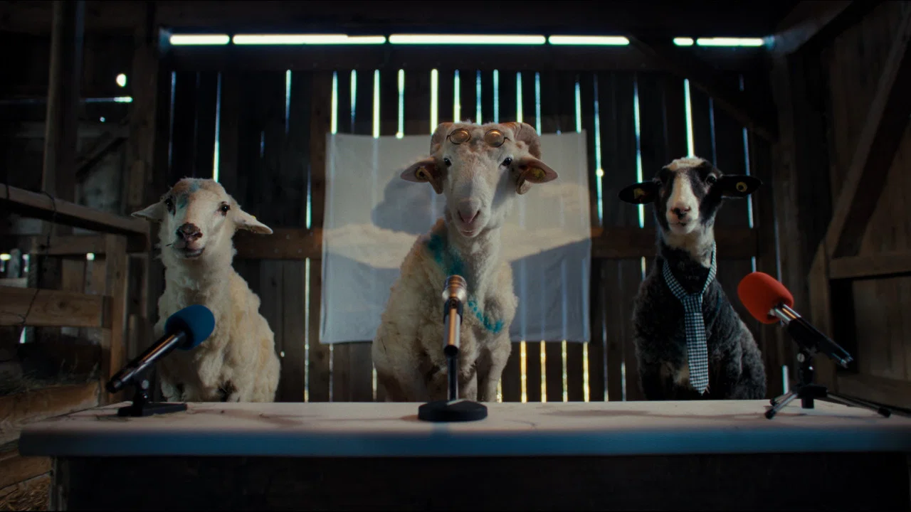 Sheep