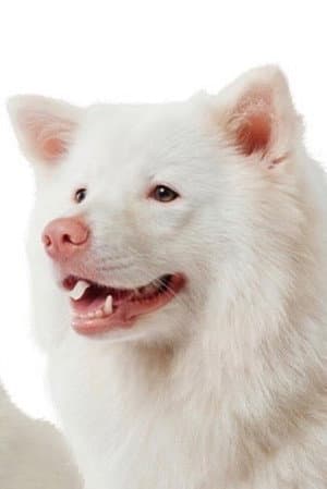 Meechok