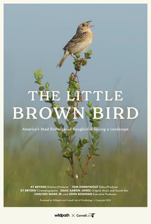 The Little Brown Bird