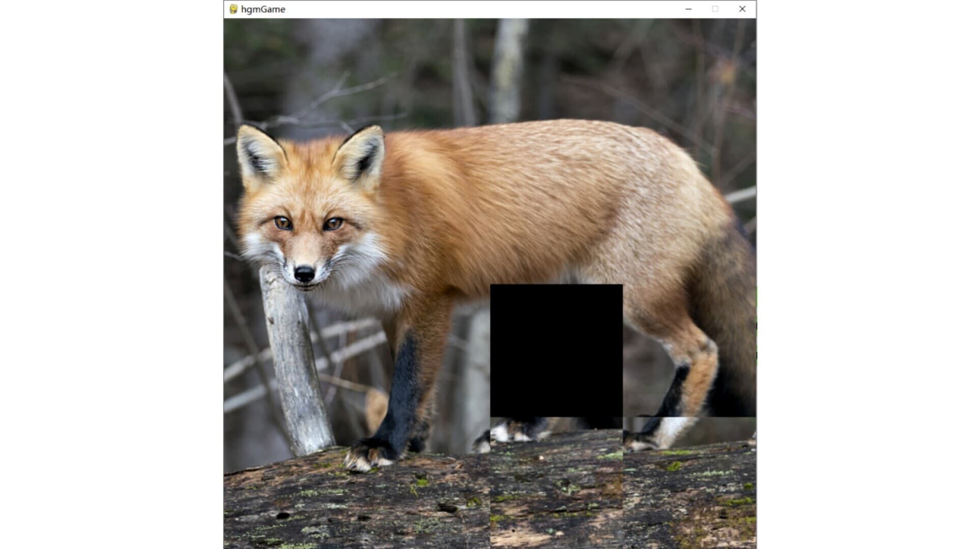 hgmGame-fox