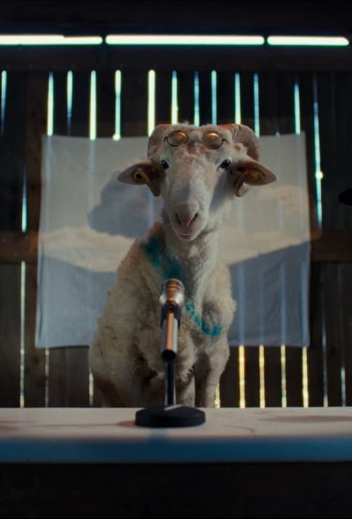Sheep